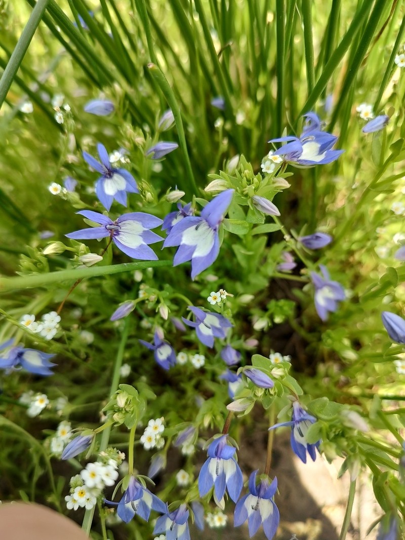Elegant Calicoflower photo 4