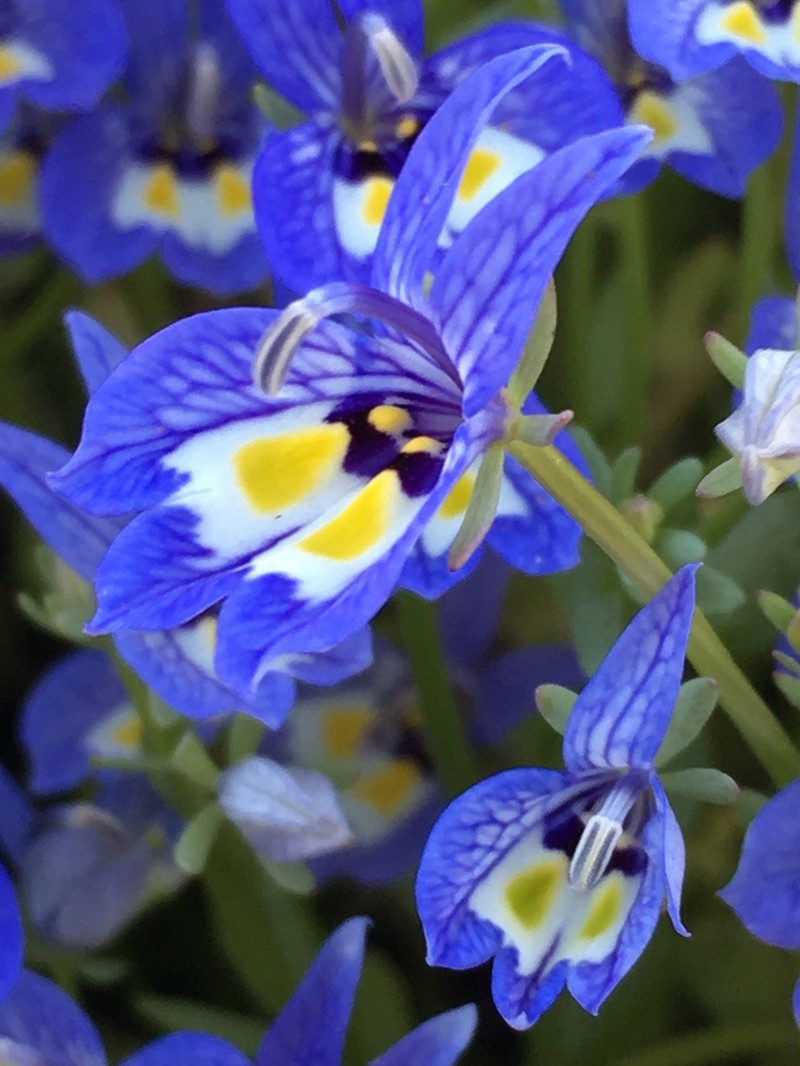 Harlequin Calicoflower