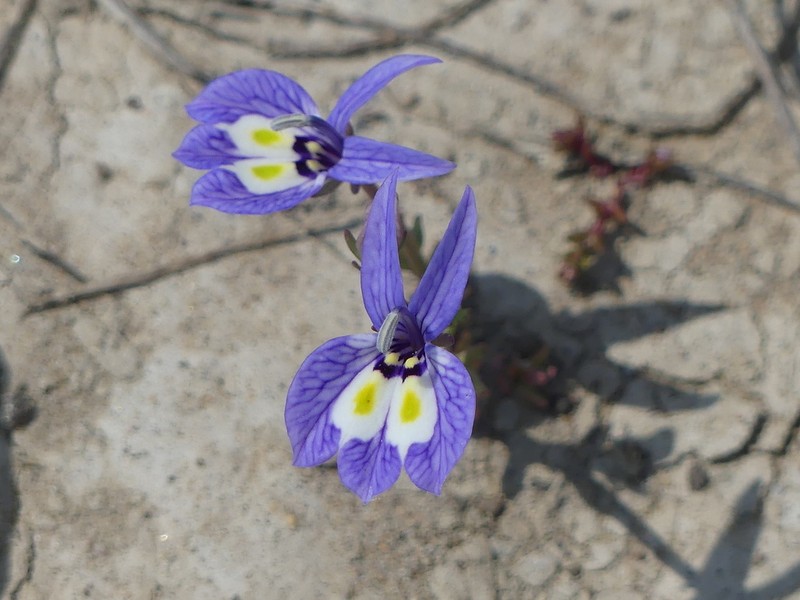Harlequin Calicoflower photo 2