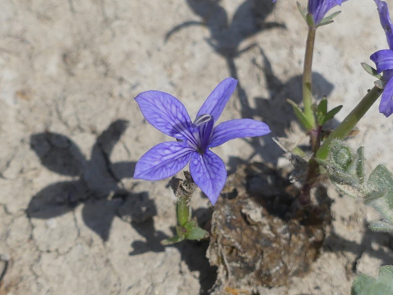 Harlequin Calicoflower photo 3