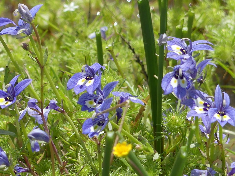Harlequin Calicoflower photo 4