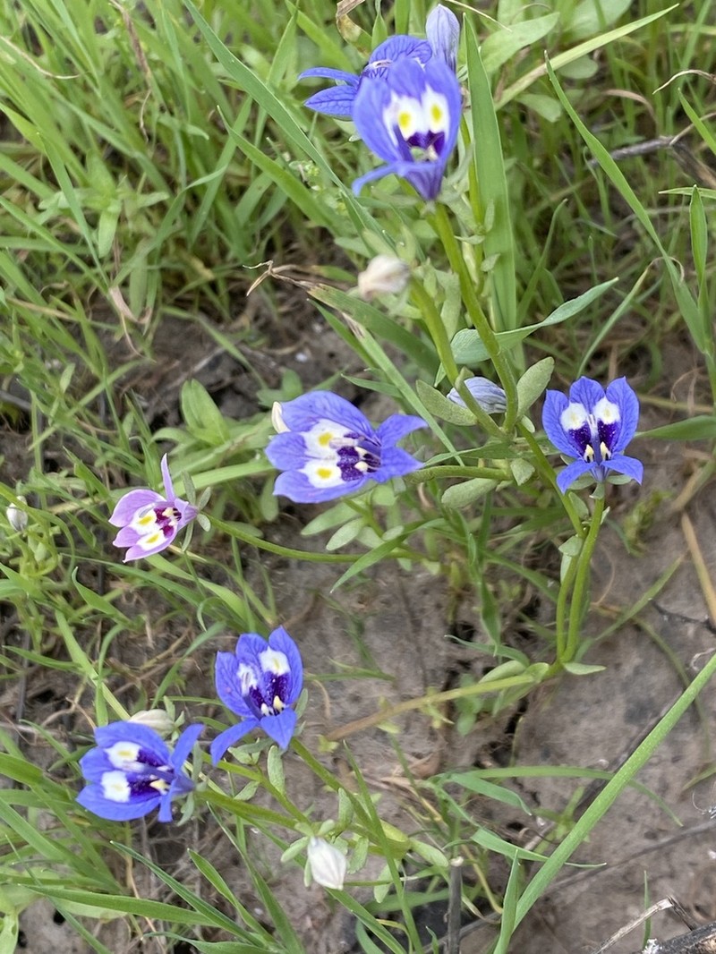 Harlequin Calicoflower photo 5