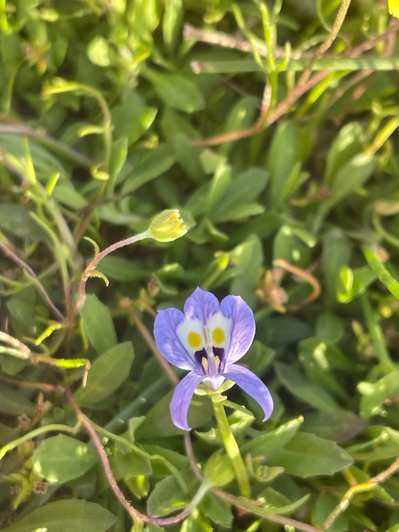 Harlequin Calicoflower photo 6