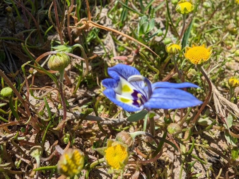 Harlequin Calicoflower photo 7