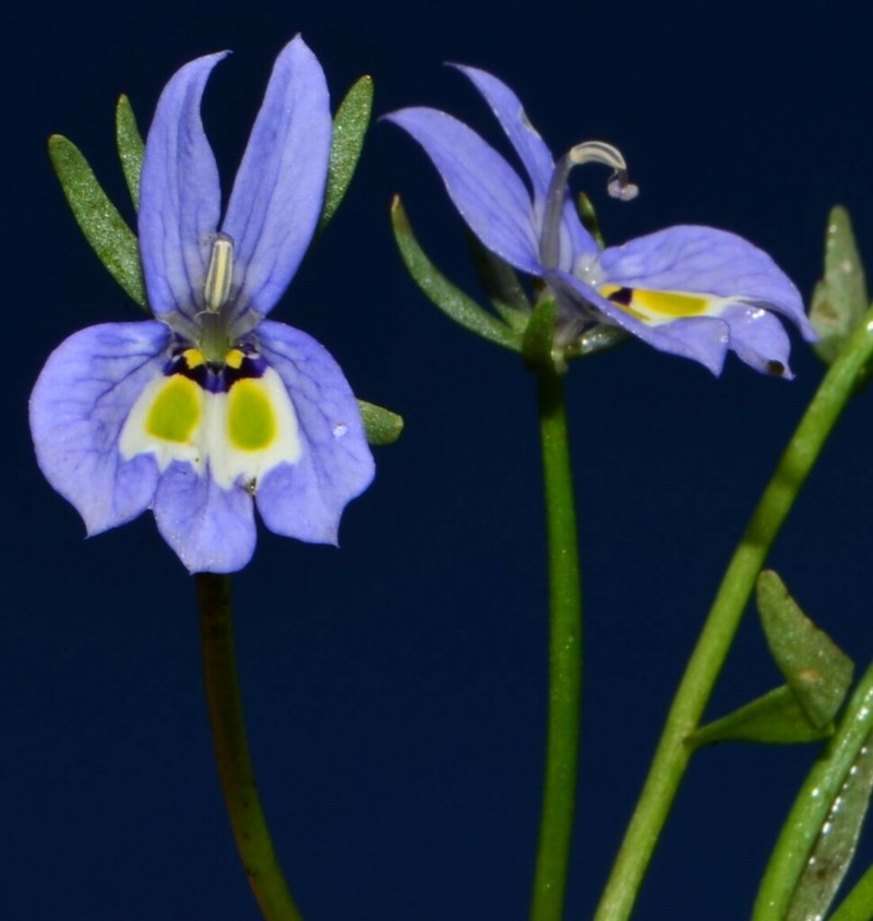 Harlequin Calicoflower photo 8