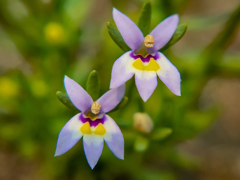 Great Basin Calicoflower