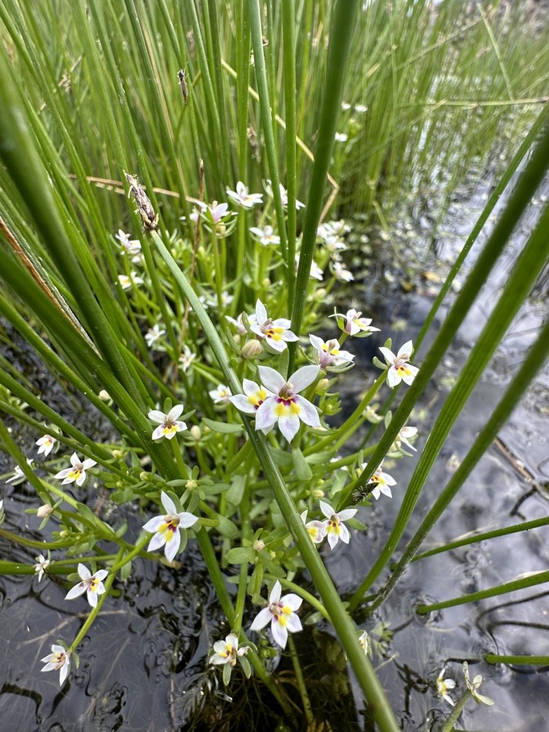 Great Basin Calicoflower photo 2