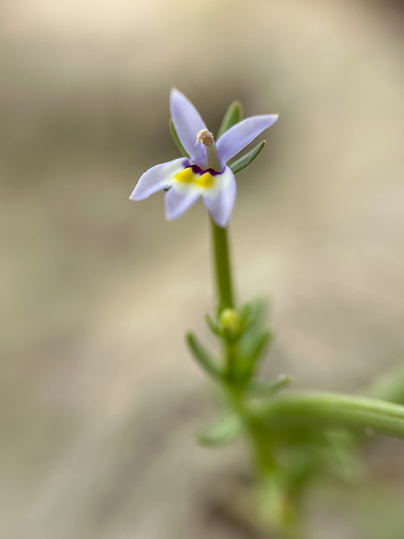 Great Basin Calicoflower photo 3