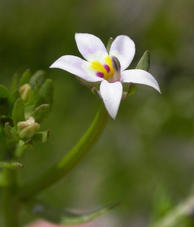 Great Basin Calicoflower photo 4