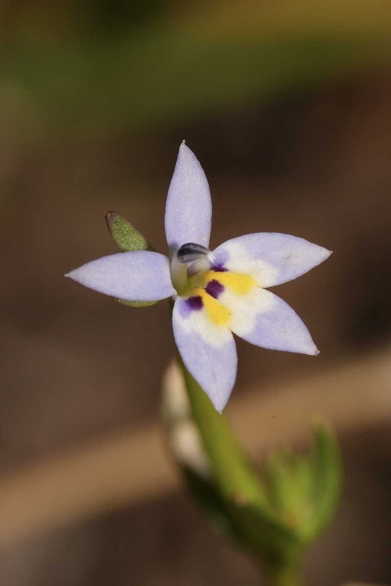 Great Basin Calicoflower photo 5