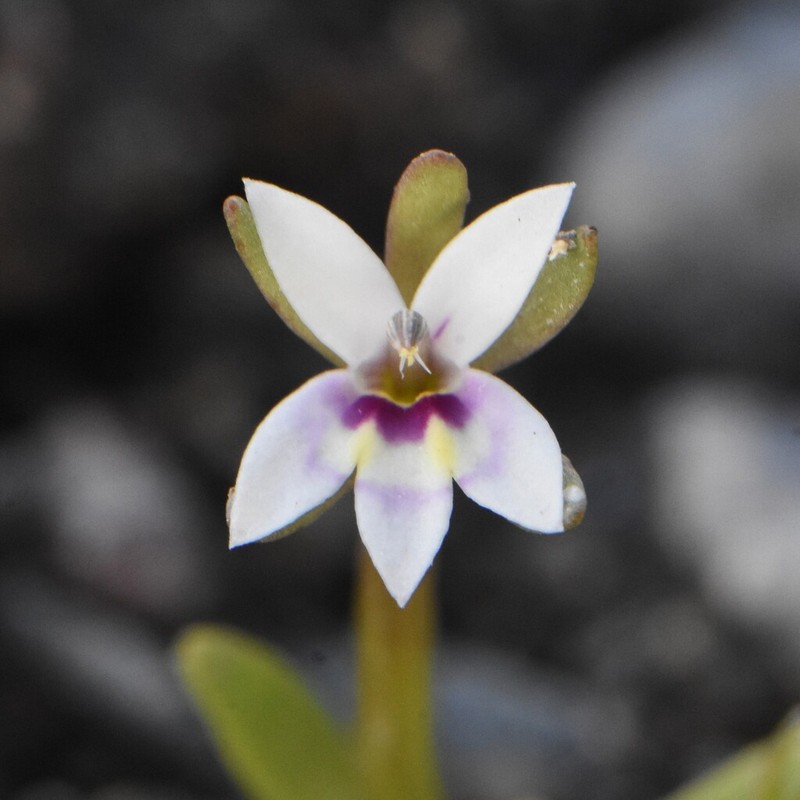 Great Basin Calicoflower photo 6