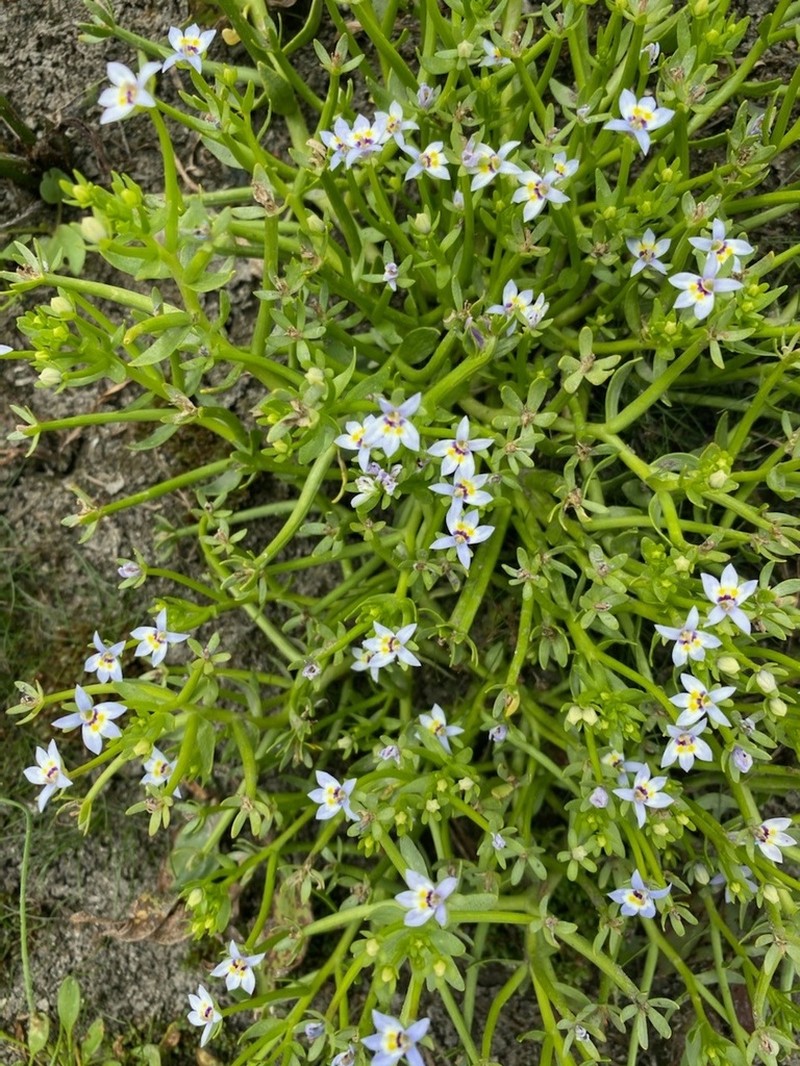 Great Basin Calicoflower photo 7