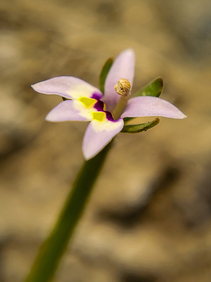 Great Basin Calicoflower photo 8