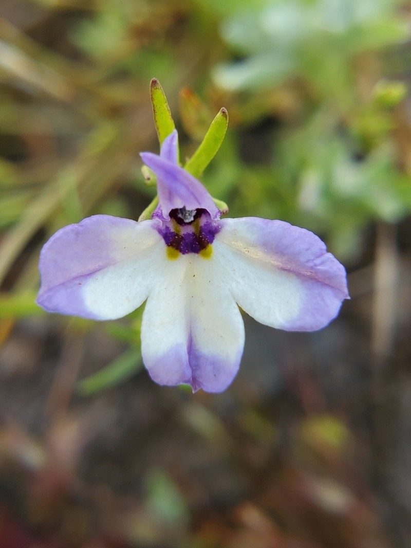 Sierra Calicoflower