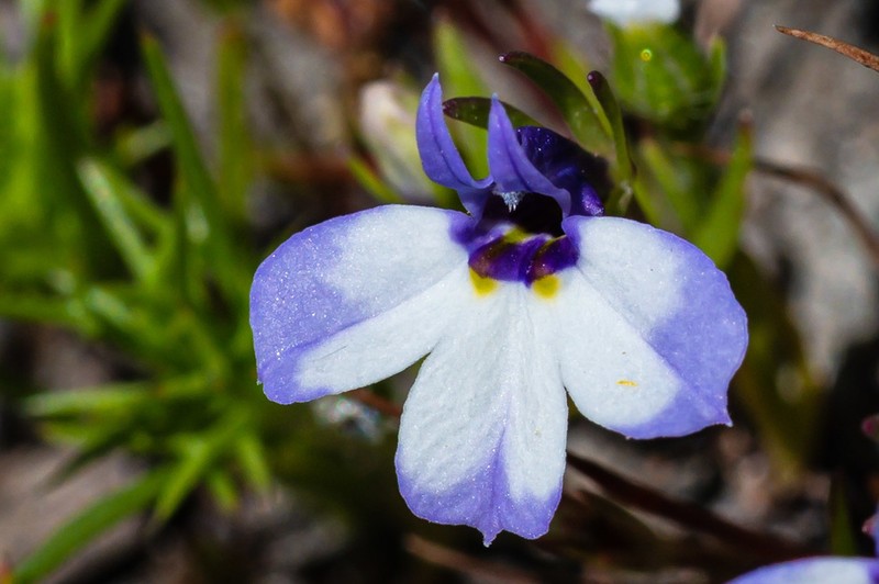 Sierra Calicoflower photo 2
