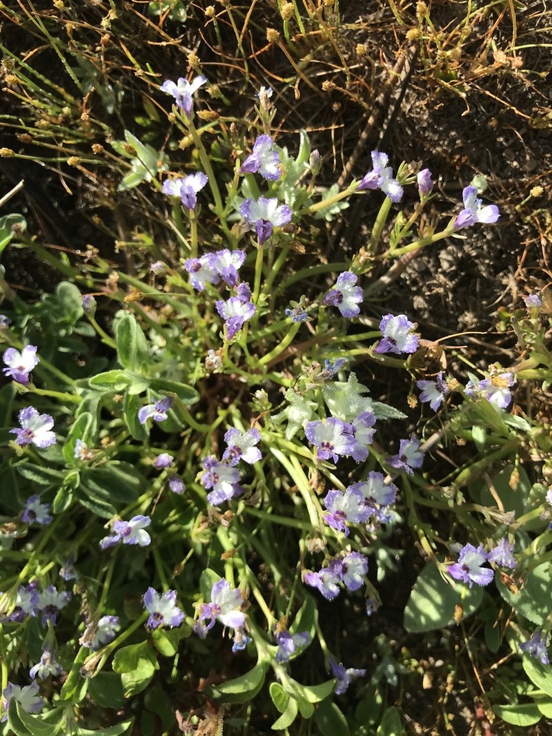Sierra Calicoflower photo 3