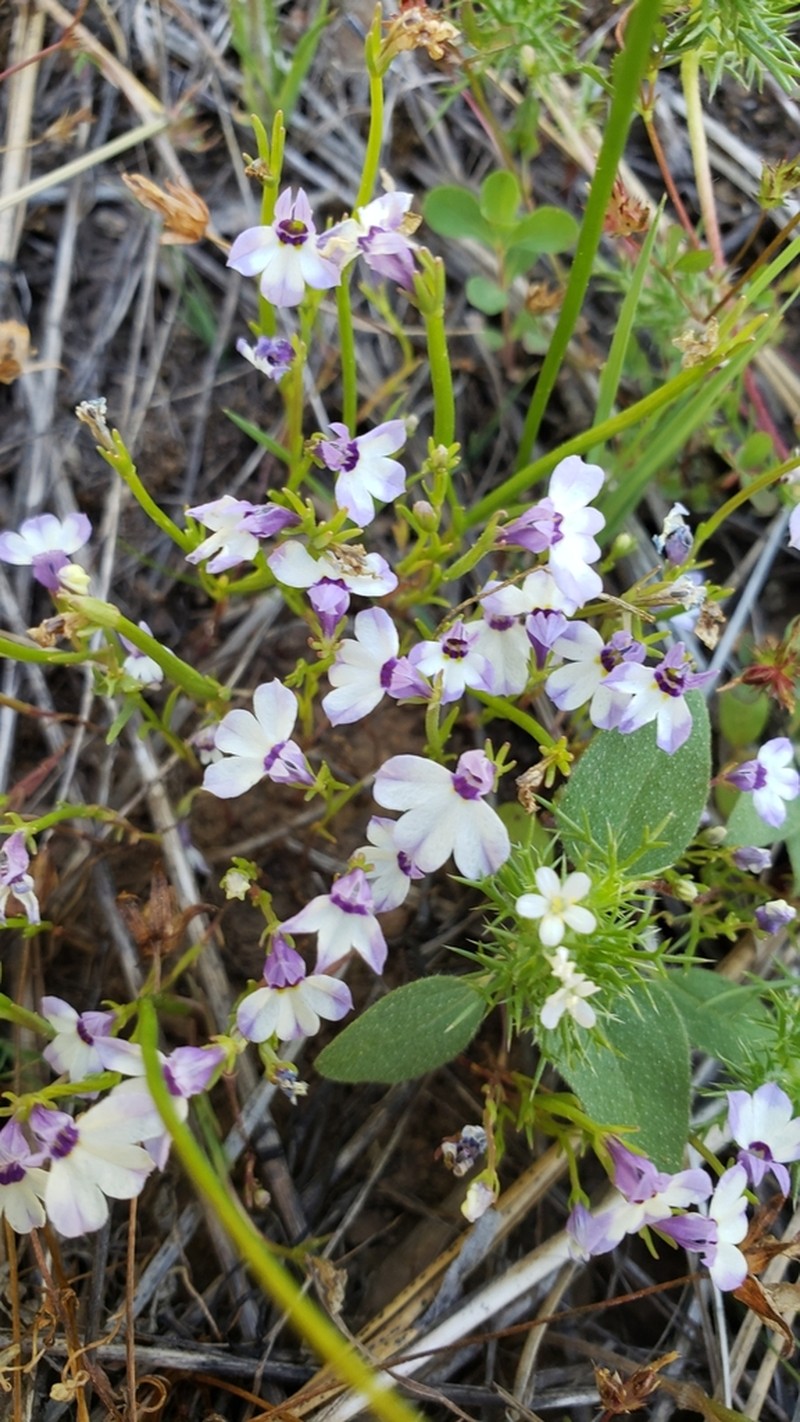 Sierra Calicoflower photo 4