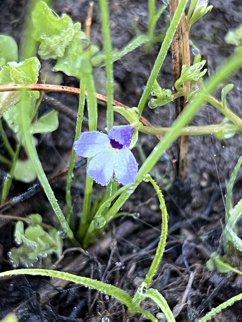 Sierra Calicoflower photo 5