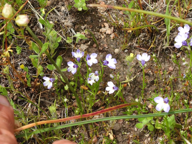 Sierra Calicoflower photo 6