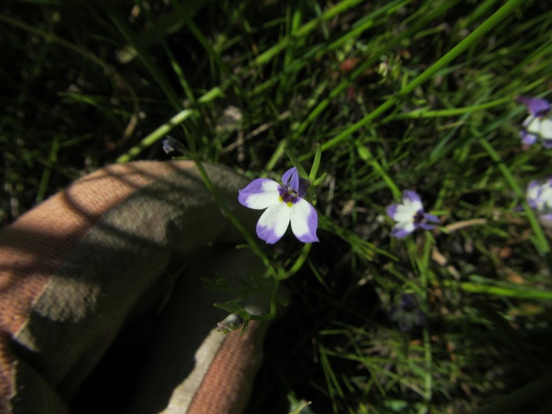 Sierra Calicoflower photo 7
