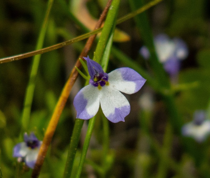 Sierra Calicoflower photo 8