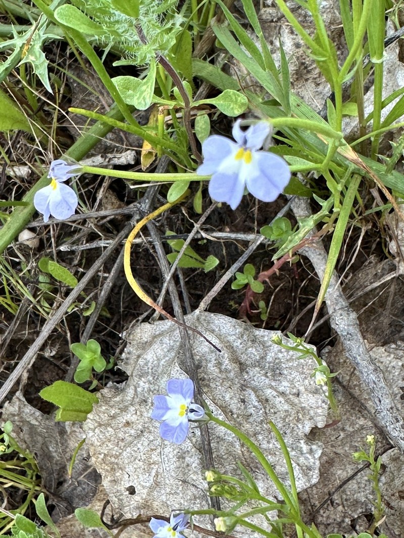 Folded Calicoflower