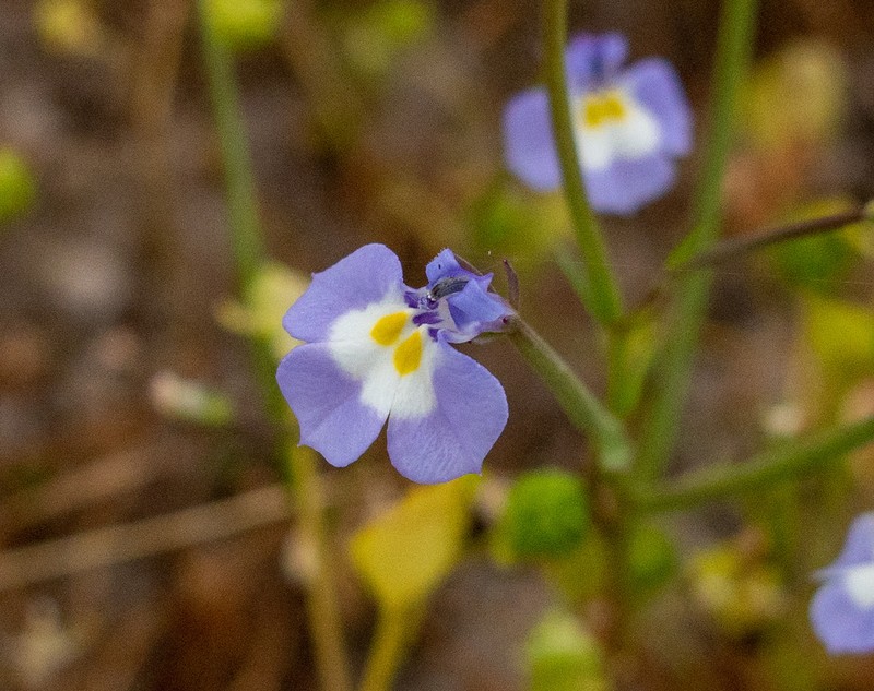 Folded Calicoflower photo 3