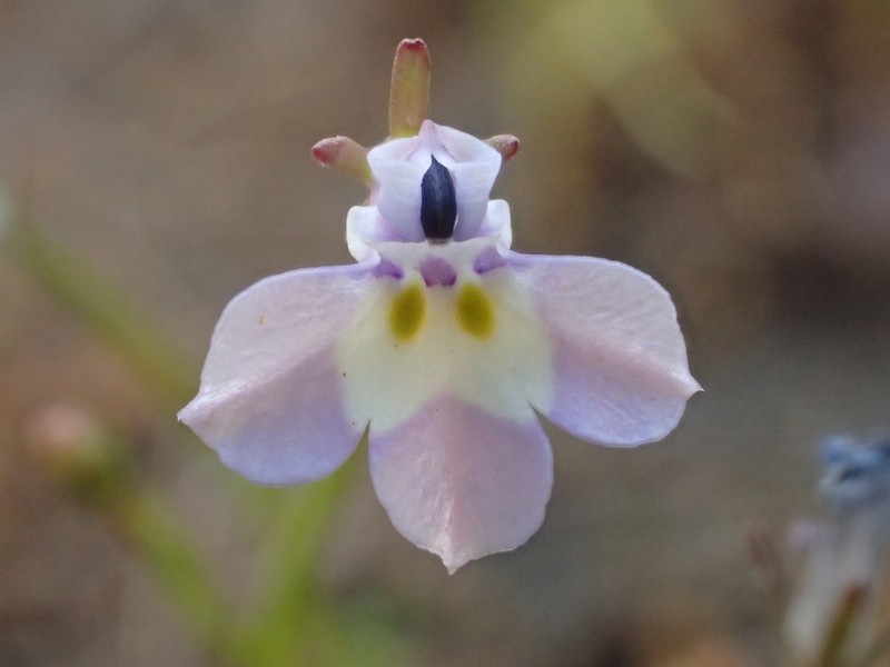 Folded Calicoflower photo 4