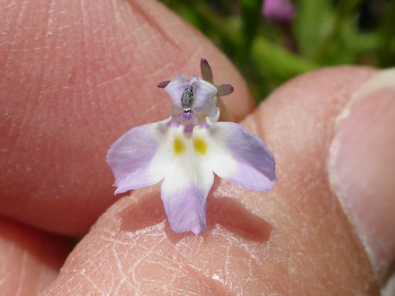 Folded Calicoflower photo 5