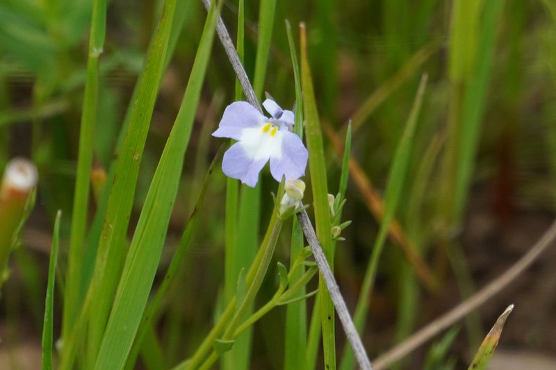 Folded Calicoflower photo 6