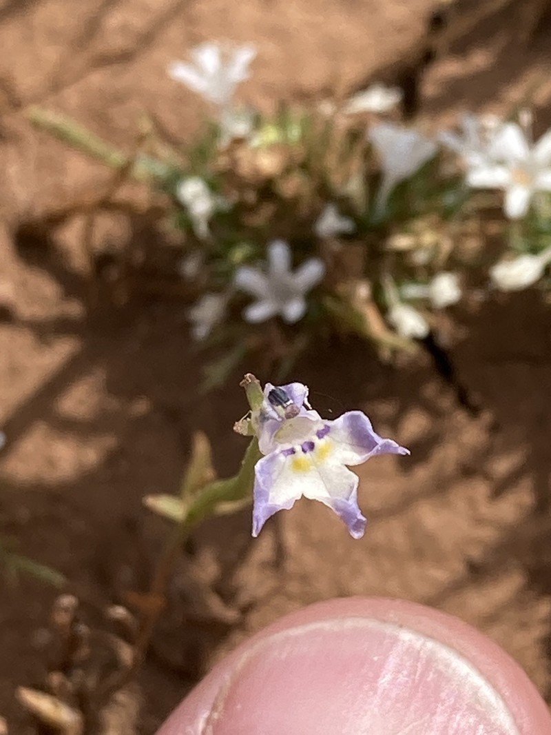 Folded Calicoflower photo 7