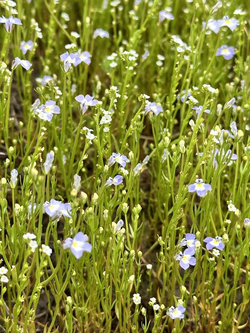 Folded Calicoflower photo 8