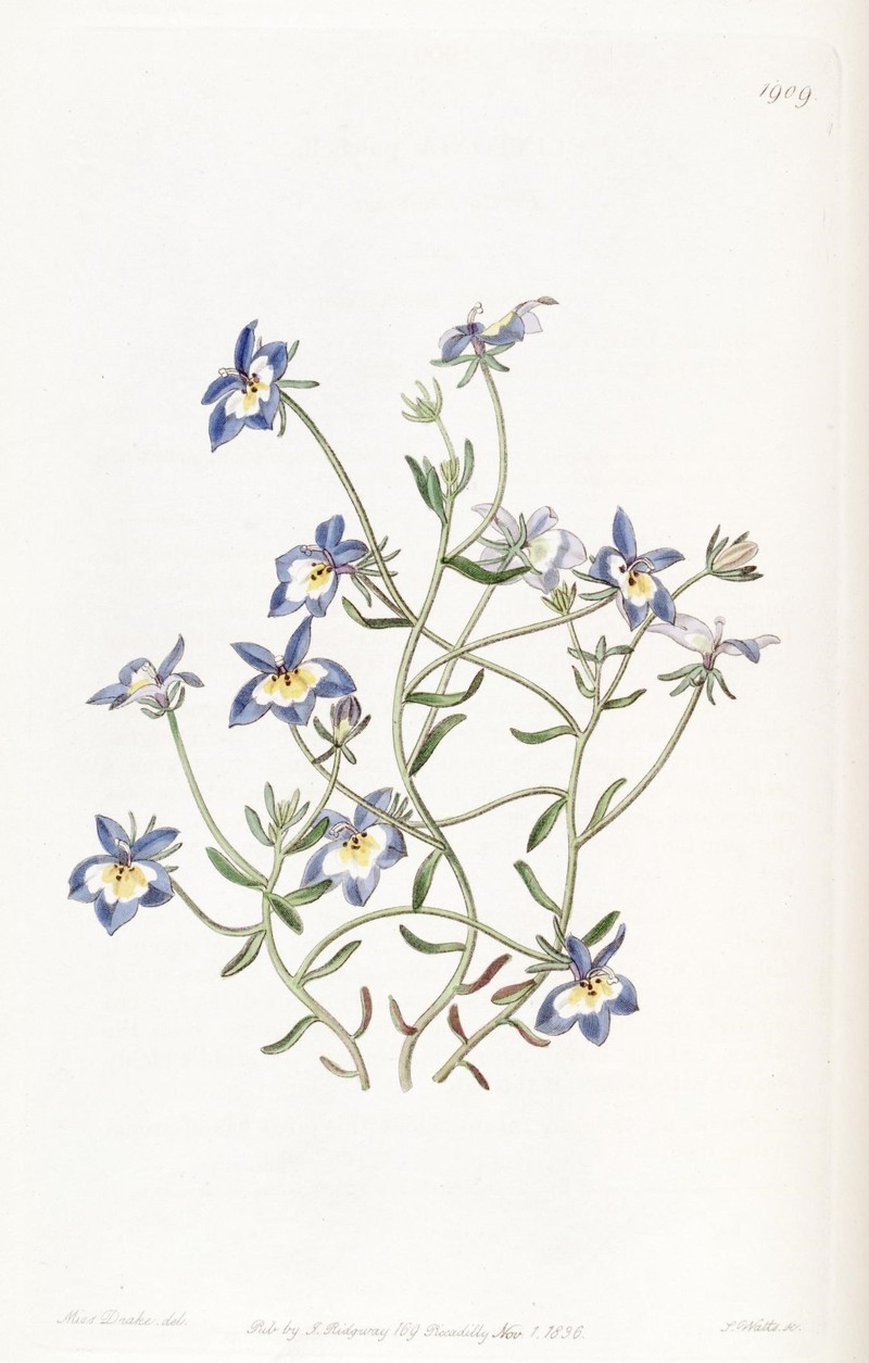 Flatface Calicoflower