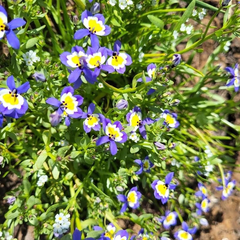 Flatface Calicoflower