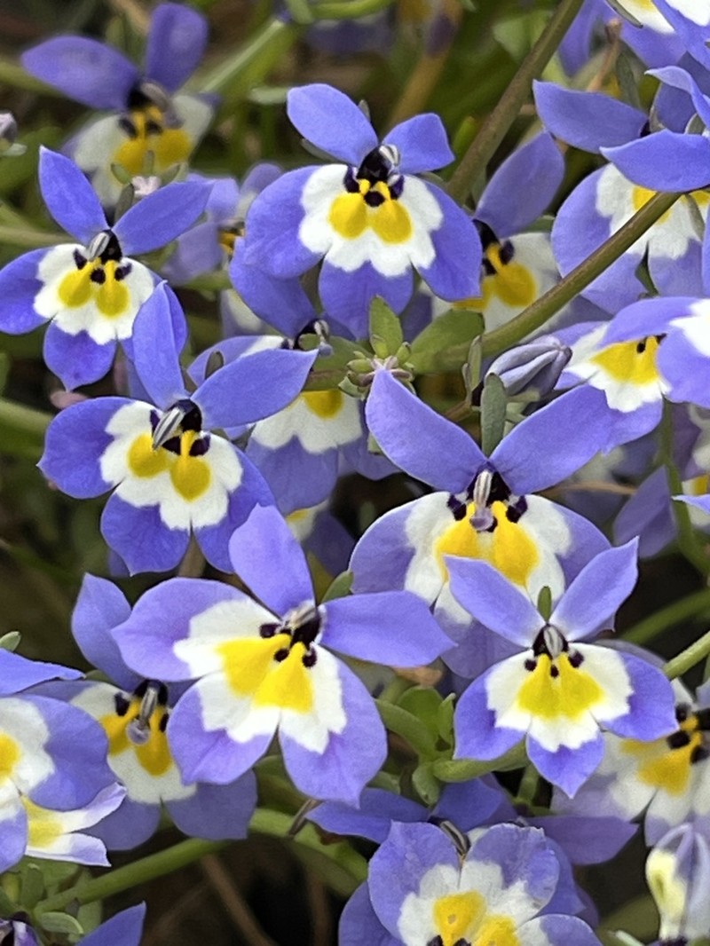 Flatface Calicoflower photo 2