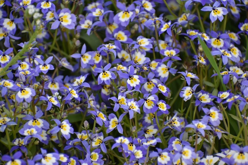 Flatface Calicoflower photo 3