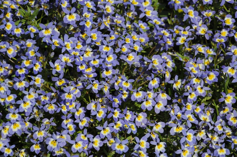Flatface Calicoflower photo 4