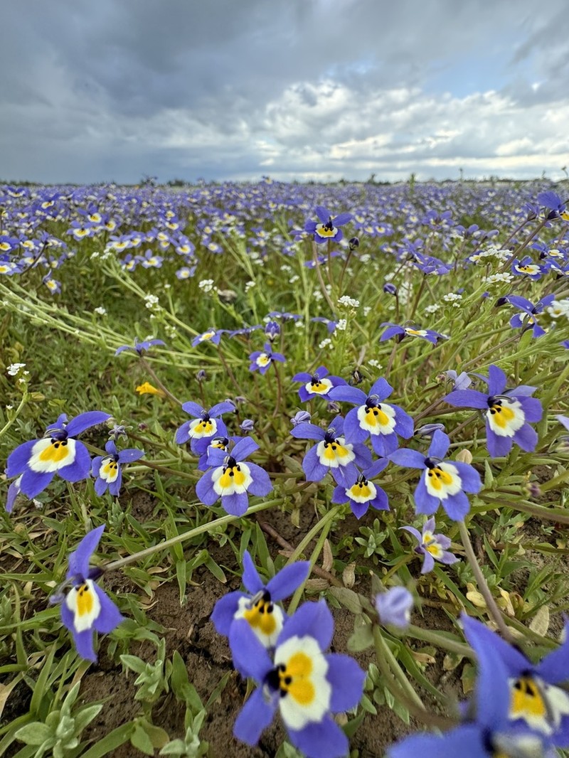 Flatface Calicoflower photo 5
