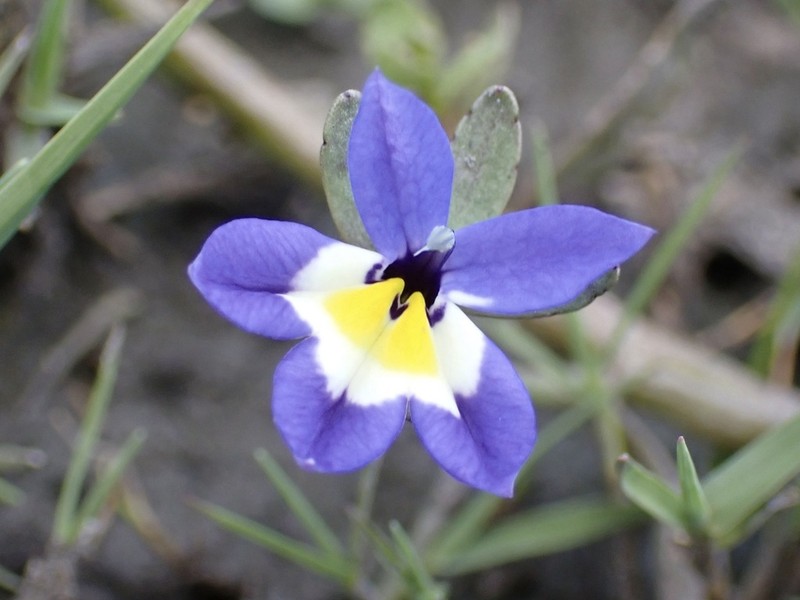 Flatface Calicoflower photo 6