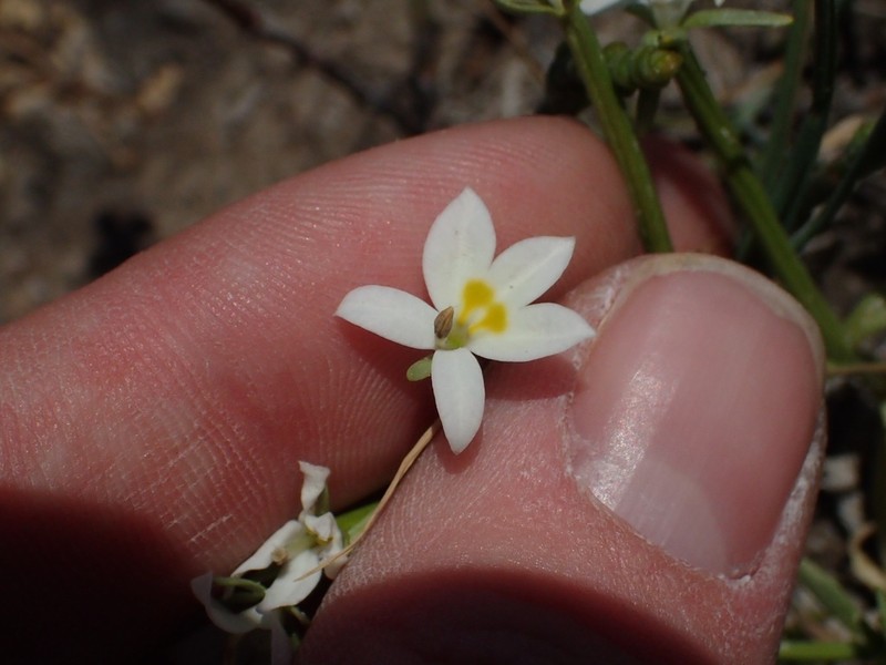 Flatface Calicoflower photo 7