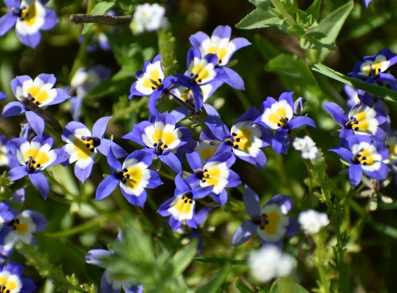 Flatface Calicoflower photo 8