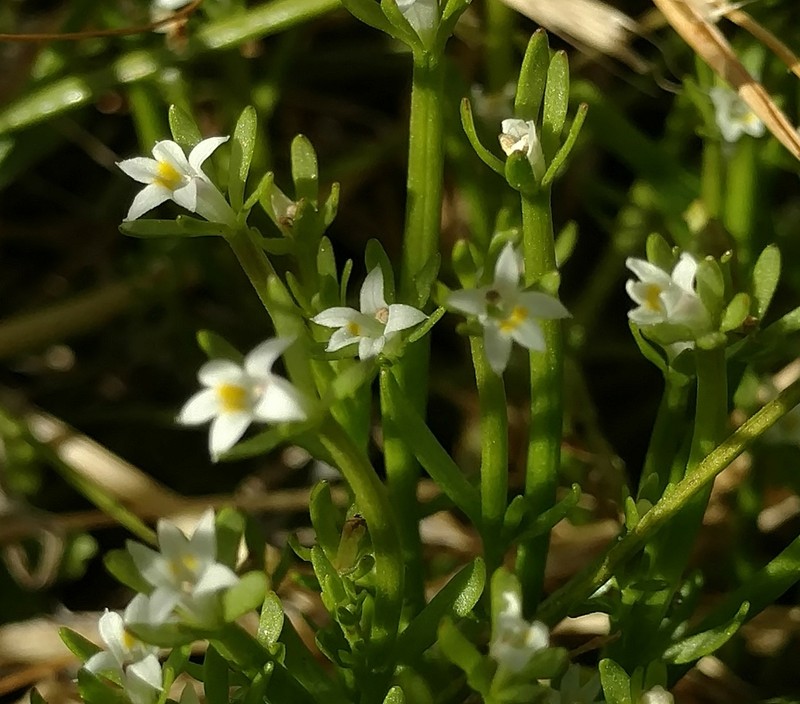 Dwarf Calicoflower photo 2