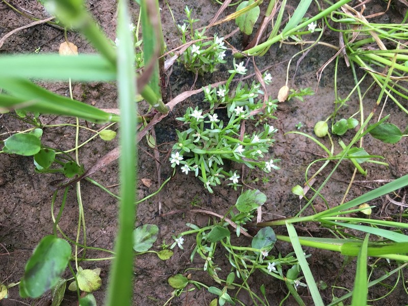 Dwarf Calicoflower photo 3