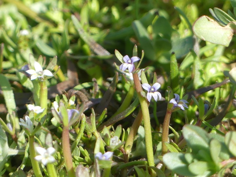 Dwarf Calicoflower photo 4
