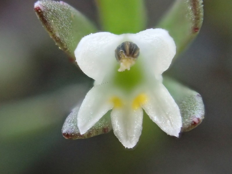 Dwarf Calicoflower photo 5