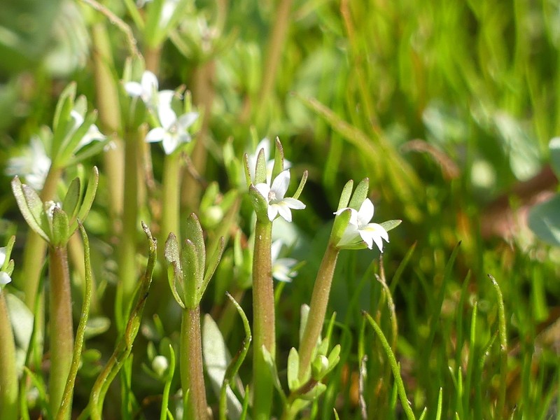 Dwarf Calicoflower photo 7