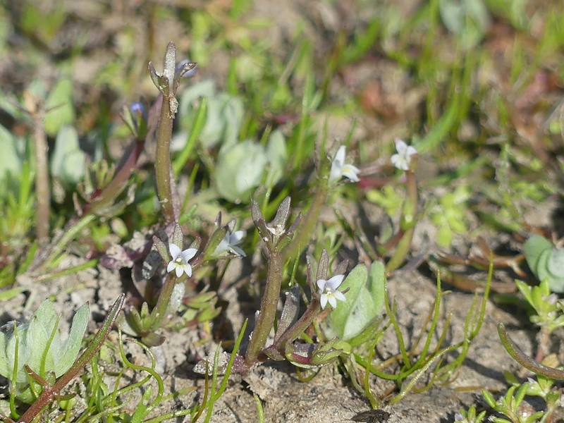 Dwarf Calicoflower photo 8