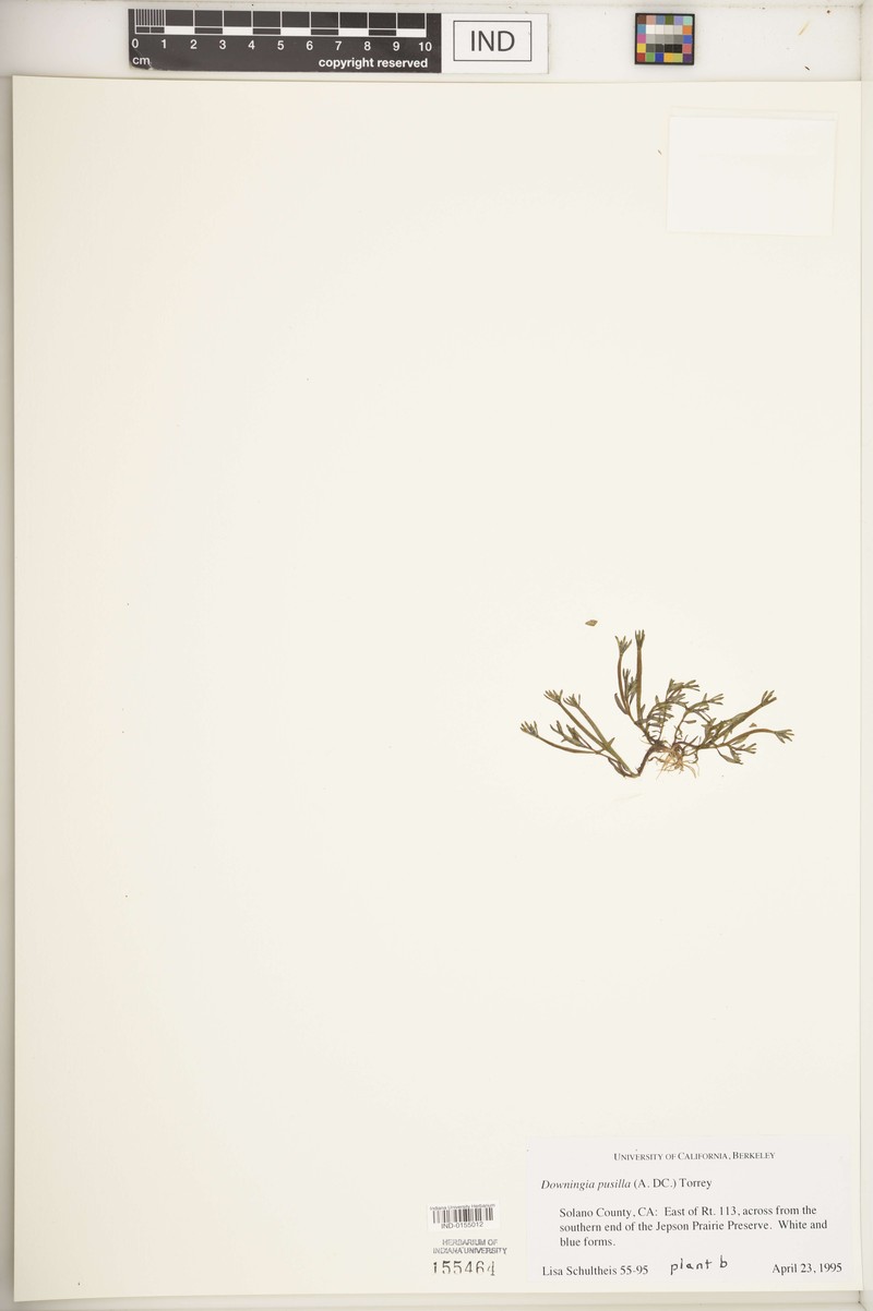 Downingia pusilla subsp. humilis