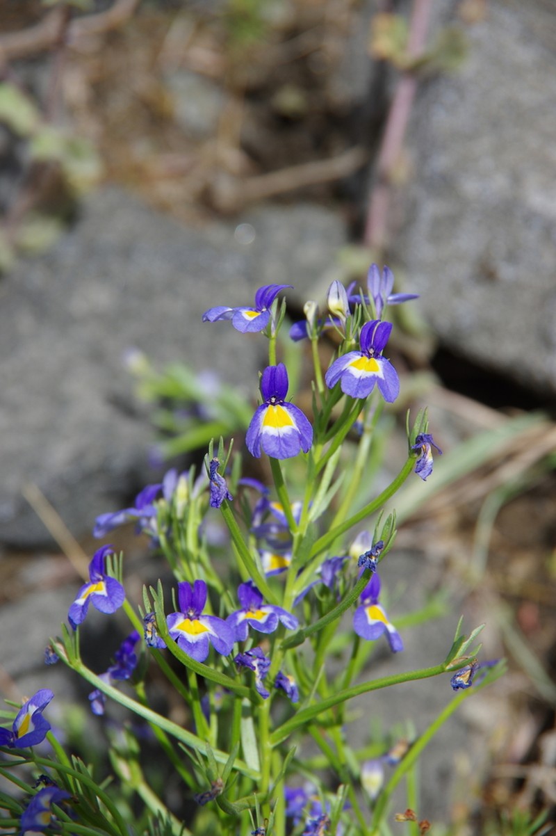Cascade Calicoflower