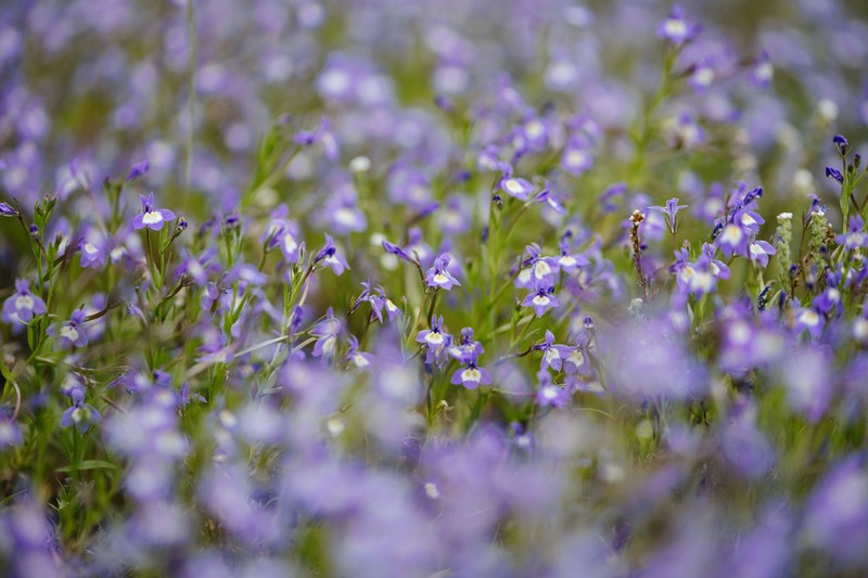 Cascade Calicoflower photo 3